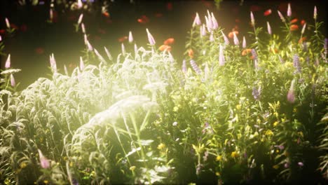 Wildblumen-Auf-Dem-Feld